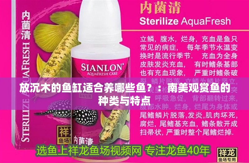 放沉木的魚缸適合養(yǎng)哪些魚？：南美觀賞魚的種類與特點