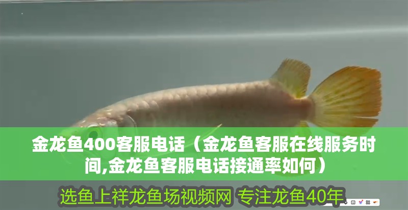 金龍魚400客服電話（金龍魚客服在線服務時間,金龍魚客服電話接通率如何）