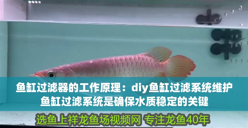 新到家的小虎魚 魚缸過濾器的工作原理:diy魚缸過濾系統(tǒng)維護(hù)魚缸過濾系統(tǒng)是確保水質(zhì)穩(wěn)定的關(guān)鍵 魚缸百科 魚缸過濾器的工作原理:diy魚缸過濾系統(tǒng)維護(hù)魚缸過濾系統(tǒng)是確保水質(zhì)穩(wěn)定的關(guān)鍵 魚缸過濾器的工作原理:diy魚缸過濾系統(tǒng)維護(hù)魚缸過濾系統(tǒng)是確保水質(zhì)穩(wěn)定的關(guān)鍵 魚缸百科
