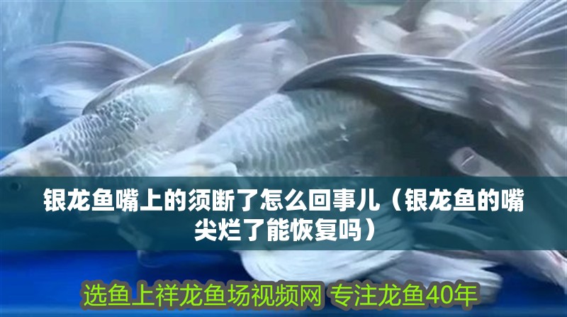 銀龍魚嘴上的須斷了怎么回事兒（銀龍魚的嘴尖爛了能恢復(fù)嗎）