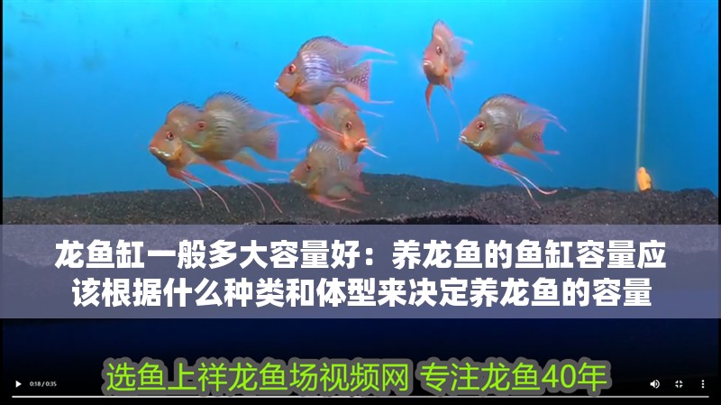 龍魚缸一般多大容量好：養龍魚的魚缸容量應該根據什么種類和體型來決定養龍魚的容量