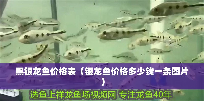 黑銀龍魚價格表（銀龍魚價格多少錢一條圖片）