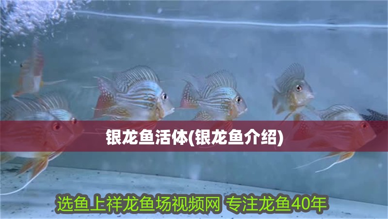 銀龍魚活體(銀龍魚介紹)