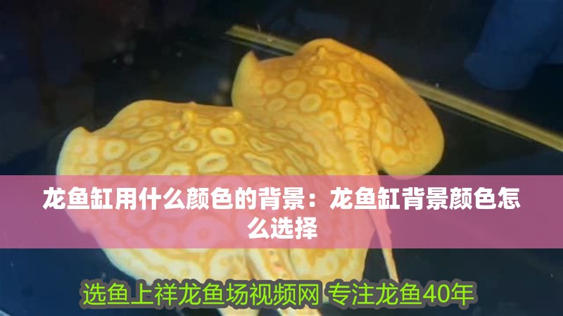 龍魚缸用什么顏色的背景：龍魚缸背景顏色怎么選擇