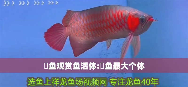 魟魚觀賞魚活體:鳡魚最大個(gè)體