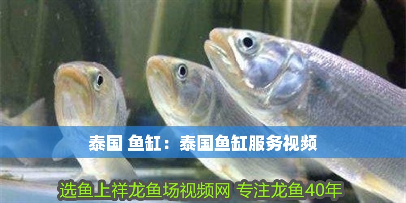 泰國 魚缸：泰國魚缸服務視頻
