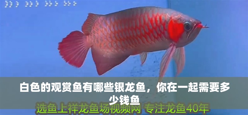 白色的觀賞魚有哪些銀龍魚，你在一起需要多少錢魚