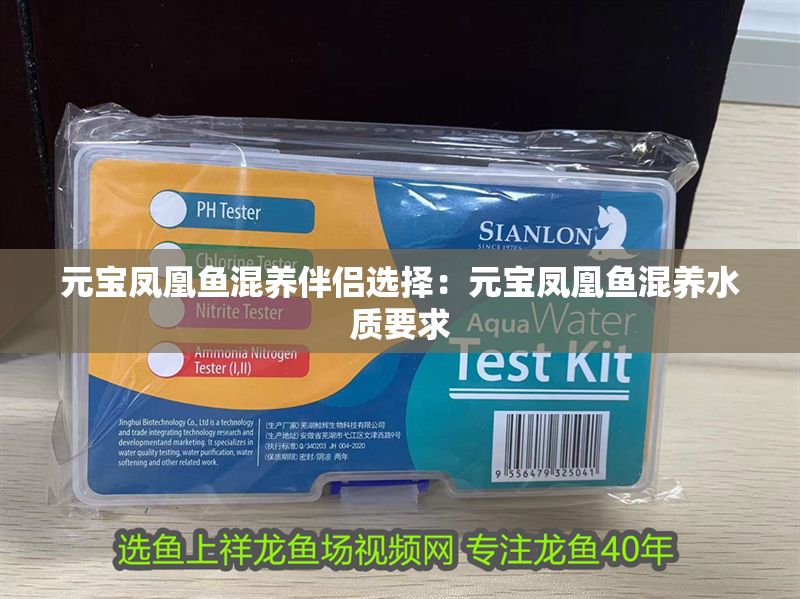 元寶鳳凰魚混養伴侶選擇：元寶鳳凰魚混養水質要求 元寶鳳凰魚混養伴侶選擇：元寶鳳凰魚混養水質要求 元寶鳳凰魚百科 第1張