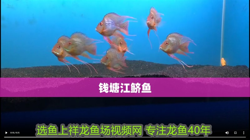 錢塘江鱭魚