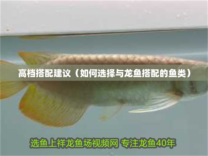 高檔搭配建議（如何選擇與龍魚搭配的魚類）