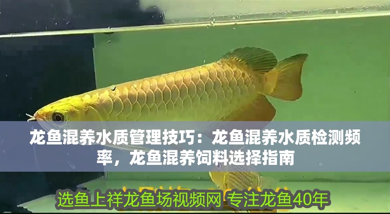 龍魚混養水質管理技巧：龍魚混養水質檢測頻率，龍魚混養飼料選擇指南