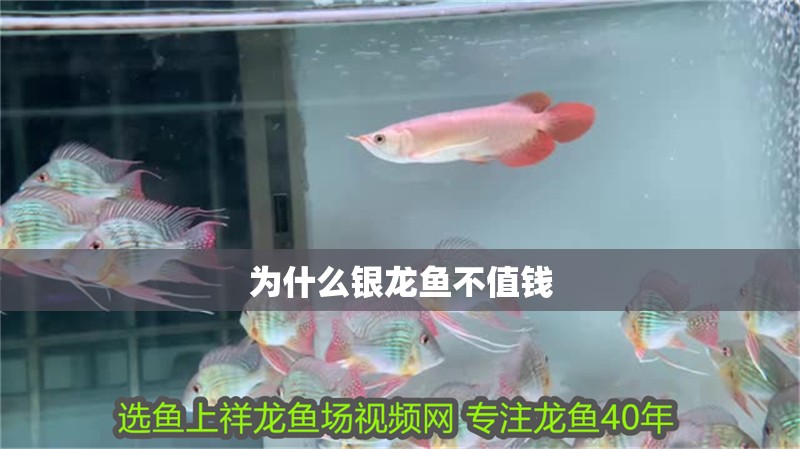 為什么銀龍魚不值錢