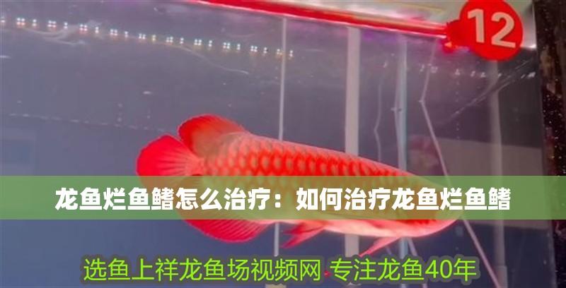 龍魚爛魚鰭怎么治療：如何治療龍魚爛魚鰭