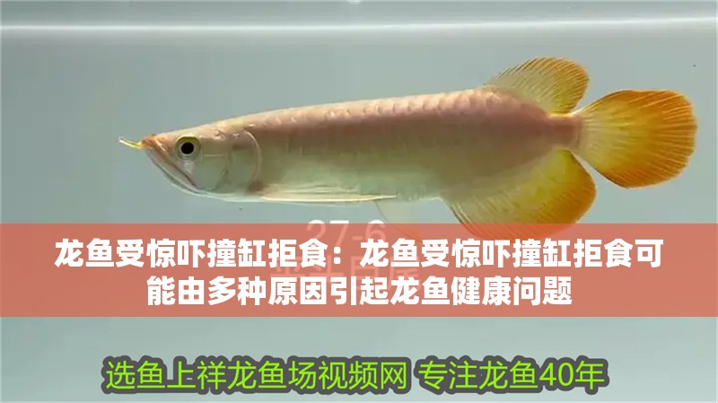 龍魚受驚嚇撞缸拒食：龍魚受驚嚇撞缸拒食可能由多種原因引起龍魚健康問題