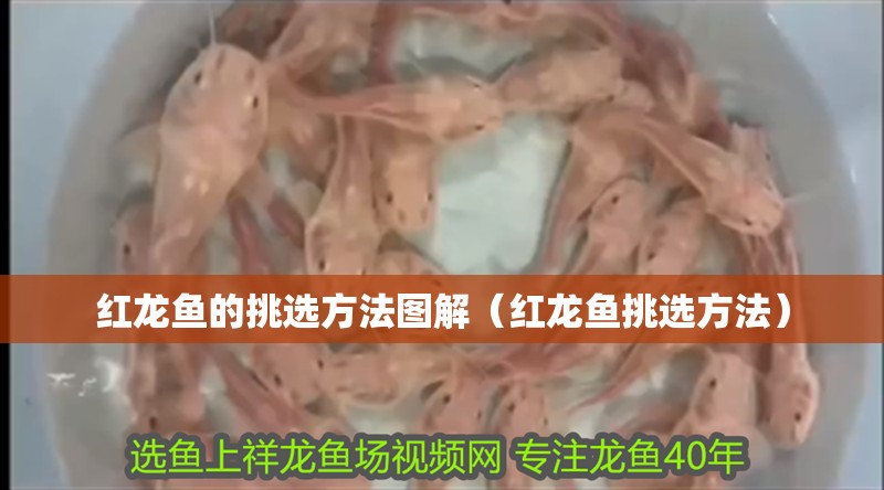 紅龍魚的挑選方法圖解（紅龍魚挑選方法）