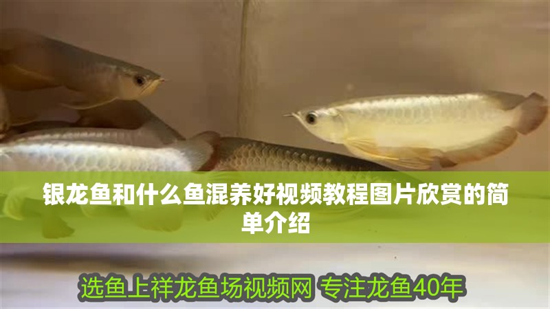 銀龍魚和什么魚混養(yǎng)好視頻教程圖片欣賞的簡單介紹