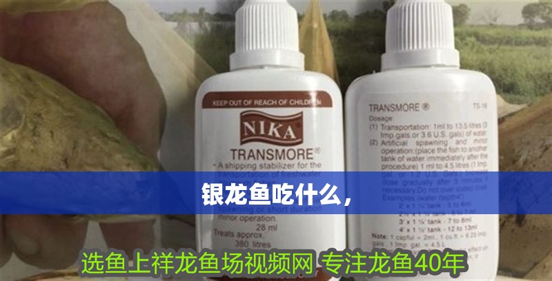 銀龍魚吃什么，