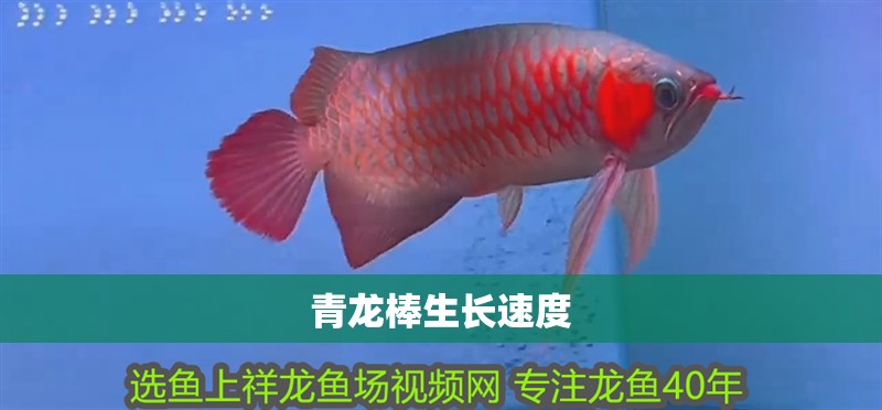 青龍棒生長速度