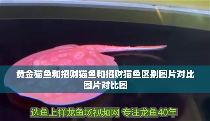 黃金貓魚和招財貓魚和招財貓魚區別圖片對比圖片對比圖