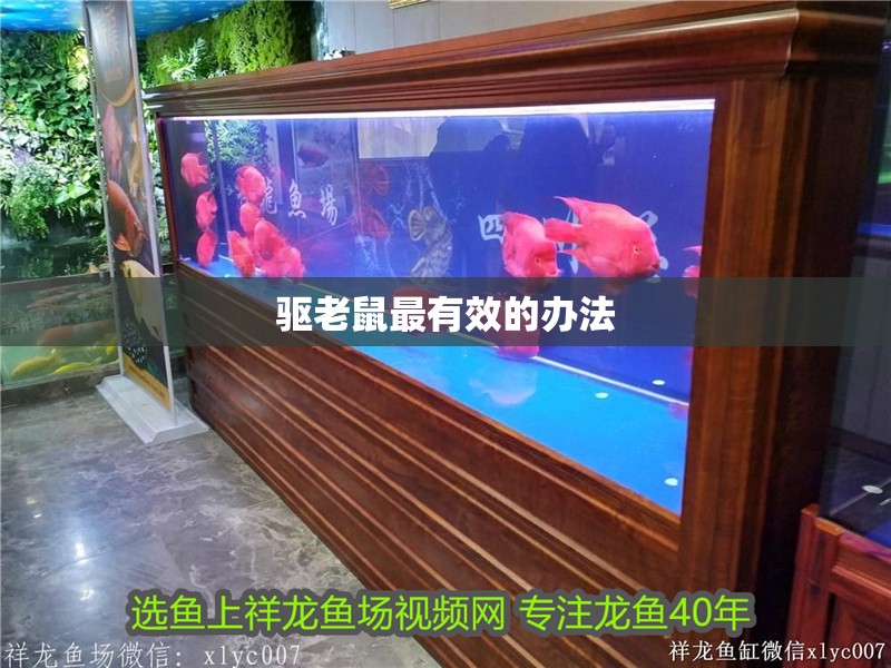 驅(qū)老鼠最有效的辦法