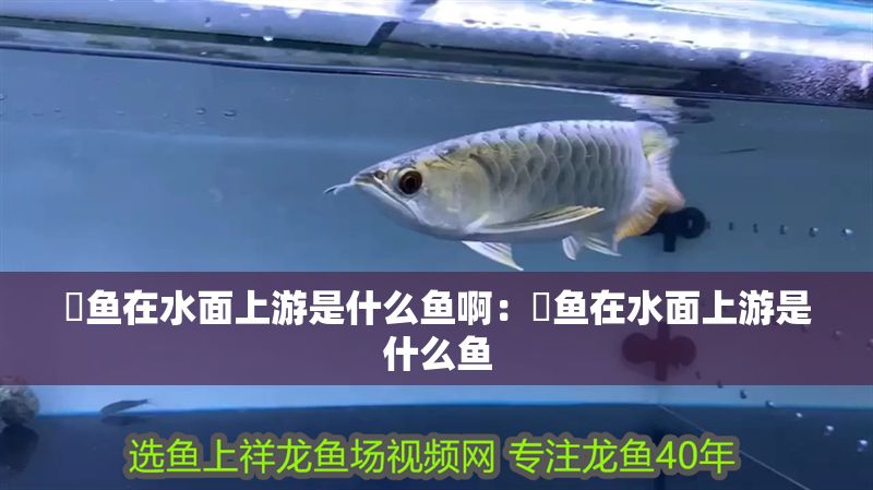 魟魚在水面上游是什么魚啊：魟魚在水面上游是什么魚