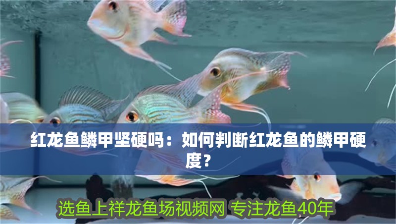 紅龍魚鱗甲堅硬嗎：如何判斷紅龍魚的鱗甲硬度？
