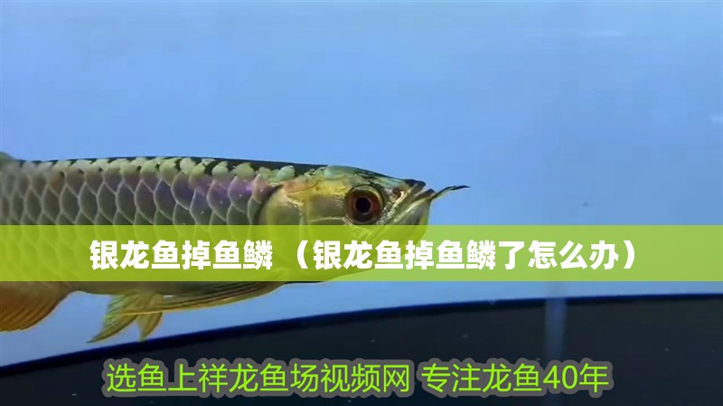 銀龍魚掉魚鱗 （銀龍魚掉魚鱗了怎么辦） 銀龍魚掉魚鱗 （銀龍魚掉魚鱗了怎么辦） 銀龍魚百科