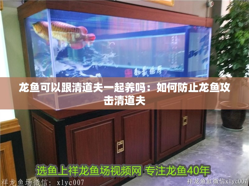 龍魚可以跟清道夫一起養(yǎng)嗎：如何防止龍魚攻擊清道夫