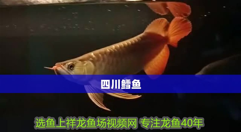 四川鱈魚
