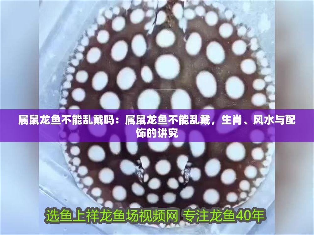 屬鼠龍魚(yú)不能亂戴嗎：屬鼠龍魚(yú)不能亂戴，生肖、風(fēng)水與配飾的講究