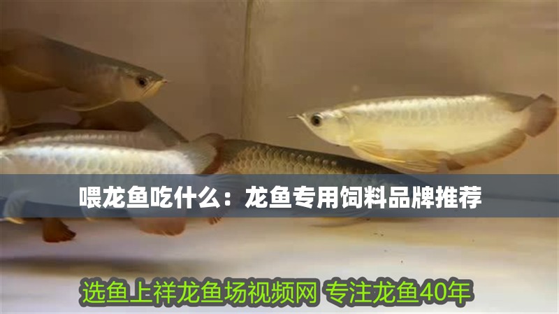 喂龍魚吃什么：龍魚專用飼料品牌推薦