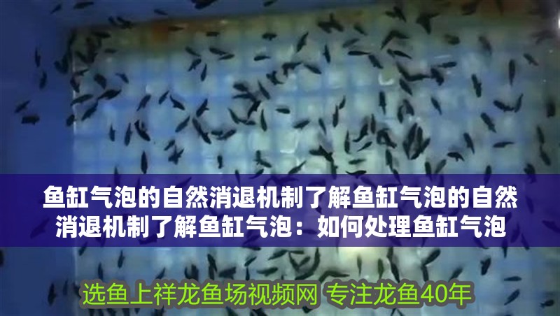 魚缸氣泡的自然消退機制了解魚缸氣泡的自然消退機制了解魚缸氣泡：如何處理魚缸氣泡