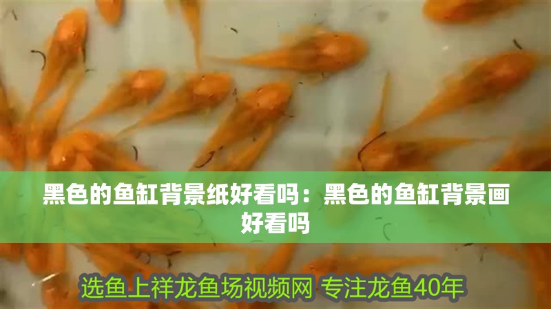 黑色的魚缸背景紙好看嗎：黑色的魚缸背景畫好看嗎 黑色的魚缸背景紙好看嗎：黑色的魚缸背景畫好看嗎 魚缸百科