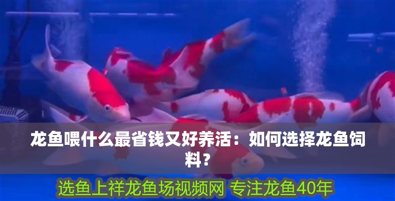 龍魚喂什么最省錢又好養活：如何選擇龍魚飼料？