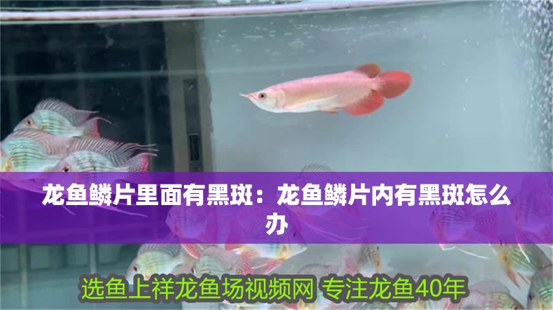 龍魚鱗片里面有黑斑：龍魚鱗片內有黑斑怎么辦