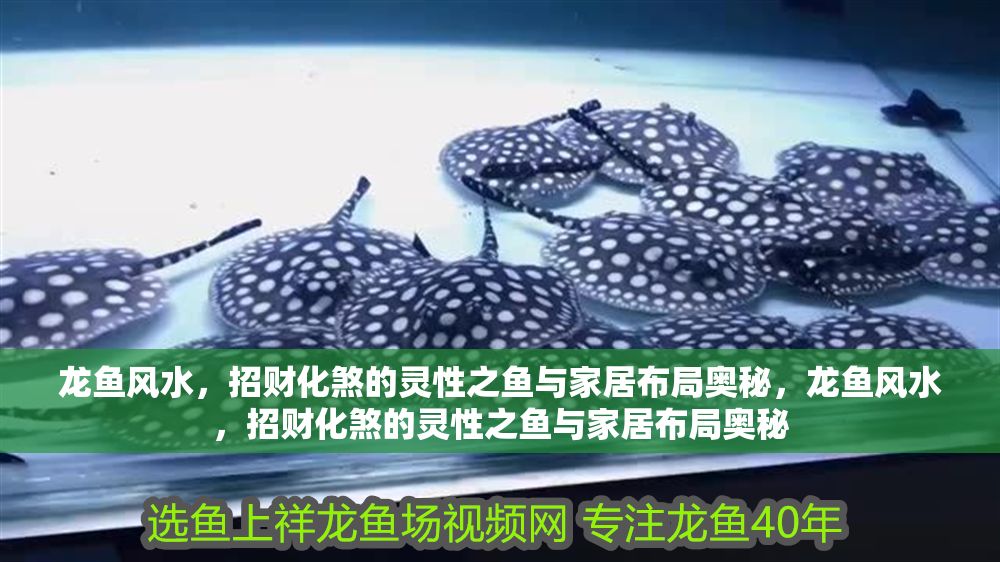 詳細閱讀:龍魚風水,招財化煞的靈性之魚與家居布局奧秘,龍魚風水,招財化煞的靈性之魚與家居布局奧秘 龍魚風水,招財化煞的靈性之魚與家居布局奧秘,龍魚風水,招財化煞的靈性之魚與家居布局奧秘