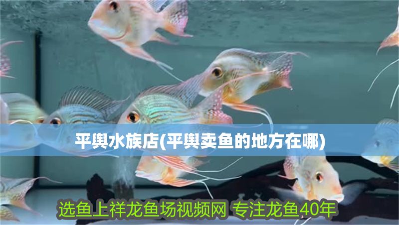 平輿水族店(平輿賣魚的地方在哪)