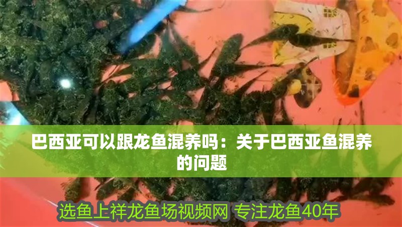 巴西亞可以跟龍魚混養(yǎng)嗎：關于巴西亞魚混養(yǎng)的問題