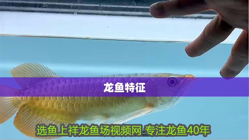 龍魚特征