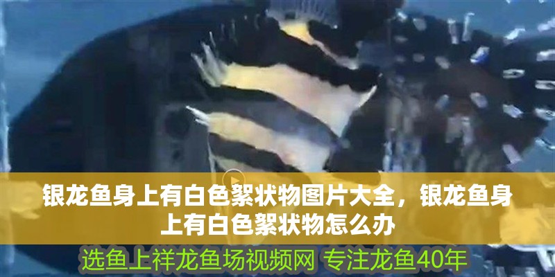銀龍魚身上有白色絮狀物圖片大全，銀龍魚身上有白色絮狀物怎么辦 銀龍魚身上有白色絮狀物圖片大全，銀龍魚身上有白色絮狀物怎么辦 銀龍魚百科