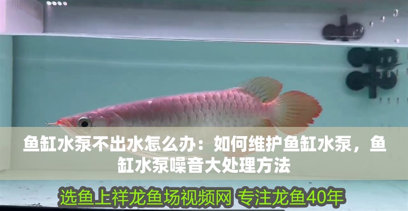 魚缸水泵不出水怎么辦：如何維護魚缸水泵，魚缸水泵噪音大處理方法