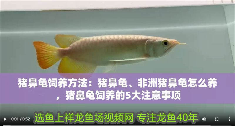 豬鼻龜飼養方法：豬鼻龜、非洲豬鼻龜怎么養，豬鼻龜飼養的5大注意事項