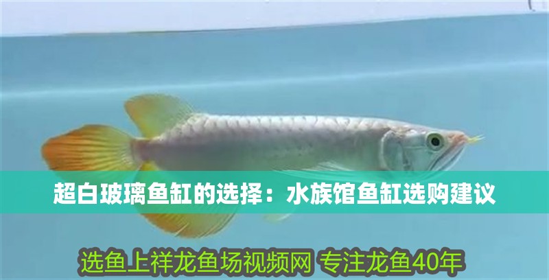 超白玻璃魚缸的選擇：水族館魚缸選購建議
