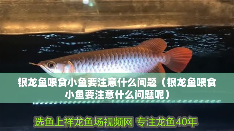銀龍魚喂食小魚要注意什么問題（銀龍魚喂食小魚要注意什么問題呢）