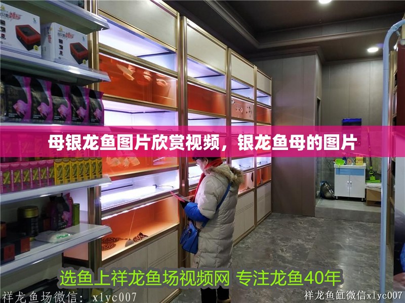 母銀龍魚圖片欣賞視頻，銀龍魚母的圖片