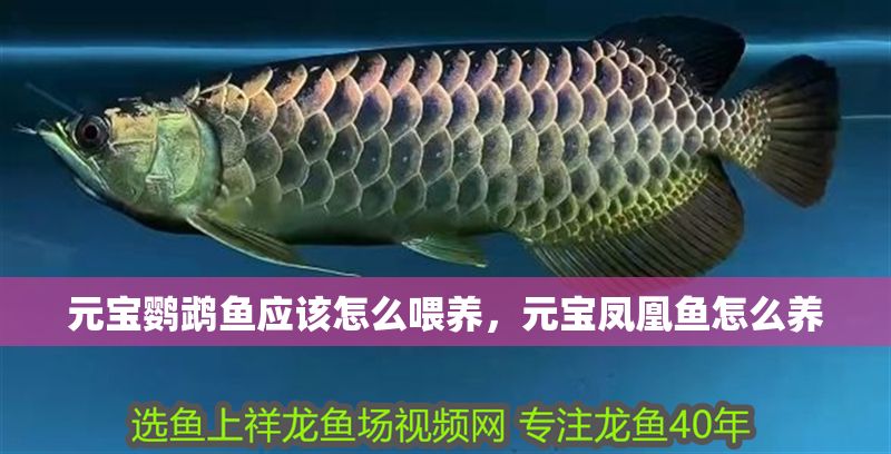 元寶鸚鵡魚(yú)應(yīng)該怎么喂養(yǎng)，元寶鳳凰魚(yú)怎么養(yǎng) 元寶鸚鵡魚(yú)應(yīng)該怎么喂養(yǎng)，元寶鳳凰魚(yú)怎么養(yǎng) 元寶鳳凰魚(yú)百科 第1張