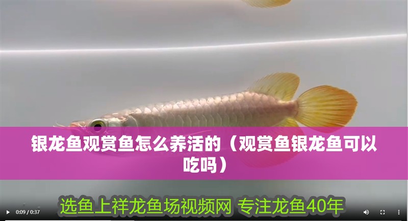 龍魚干蝦有營養嗎 銀龍魚觀賞魚怎么養活的(觀賞魚銀龍魚可以吃嗎) 銀龍魚百科 銀龍魚觀賞魚怎么養活的(觀賞魚銀龍魚可以吃嗎) 銀龍魚觀賞魚怎么養活的(觀賞魚銀龍魚可以吃嗎) 銀龍魚百科