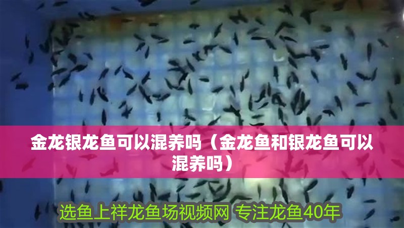 金龍銀龍魚可以混養(yǎng)嗎（金龍魚和銀龍魚可以混養(yǎng)嗎）