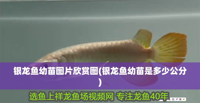 銀龍魚幼苗圖片欣賞圖(銀龍魚幼苗是多少公分)