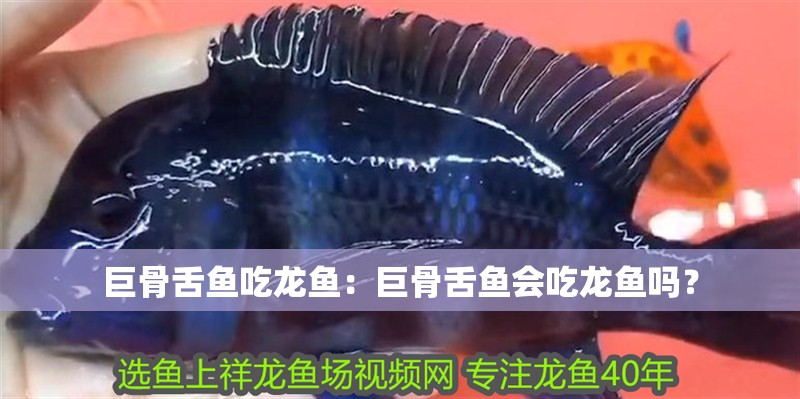 巨骨舌魚吃龍魚：巨骨舌魚會吃龍魚嗎？